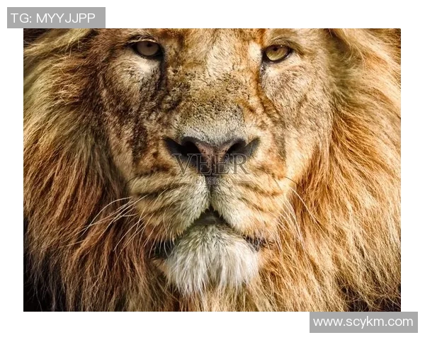 雄性美洲虎与雄狮的巅峰对决谁才是丛林之王的真正霸主